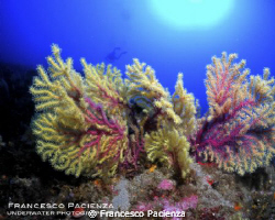 Yellow-red gorgonian. Take with Nikon P7000 in Easysnap H... by Francesco Pacienza 